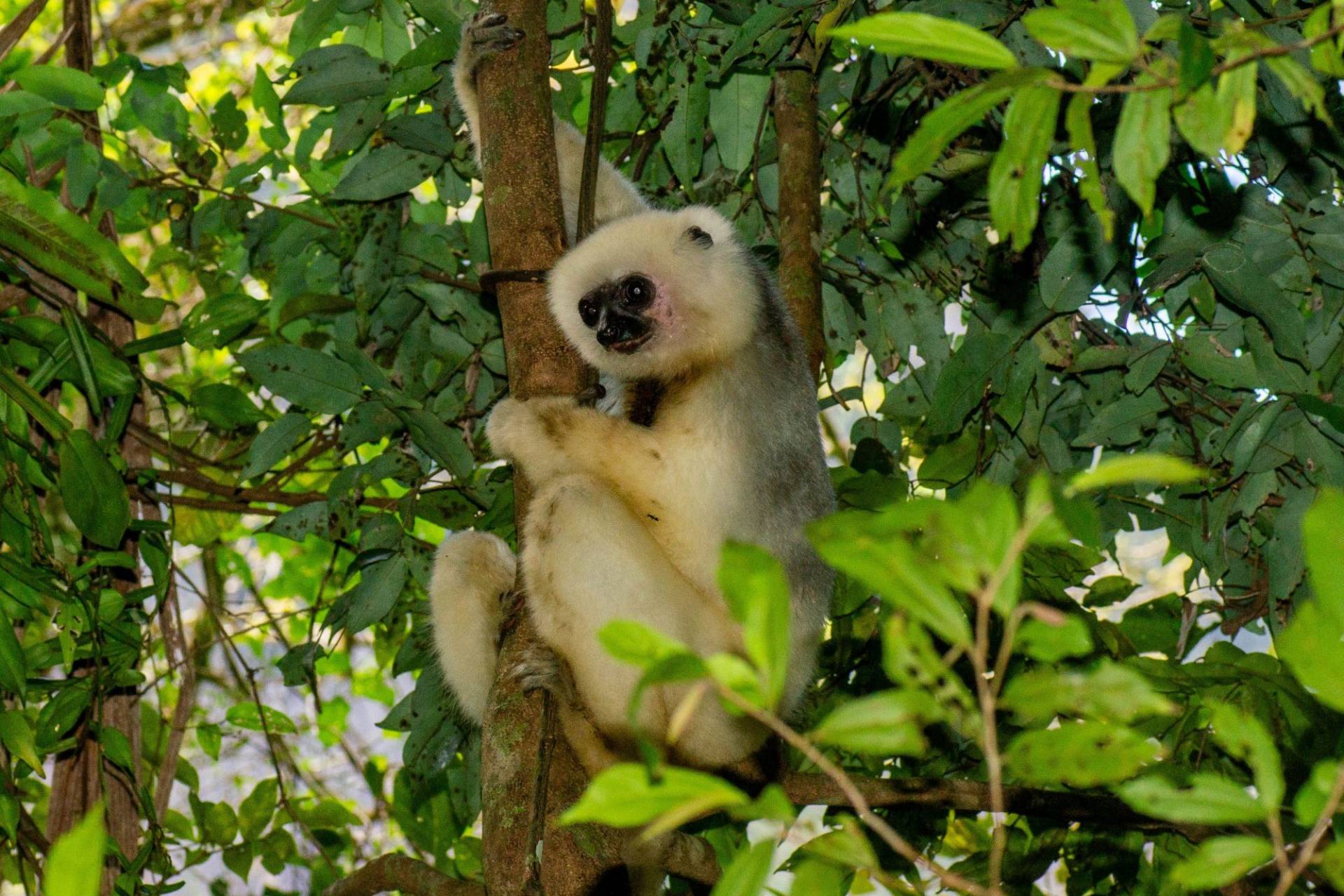 Image of a furry white lemur clinging to a tree trunk.