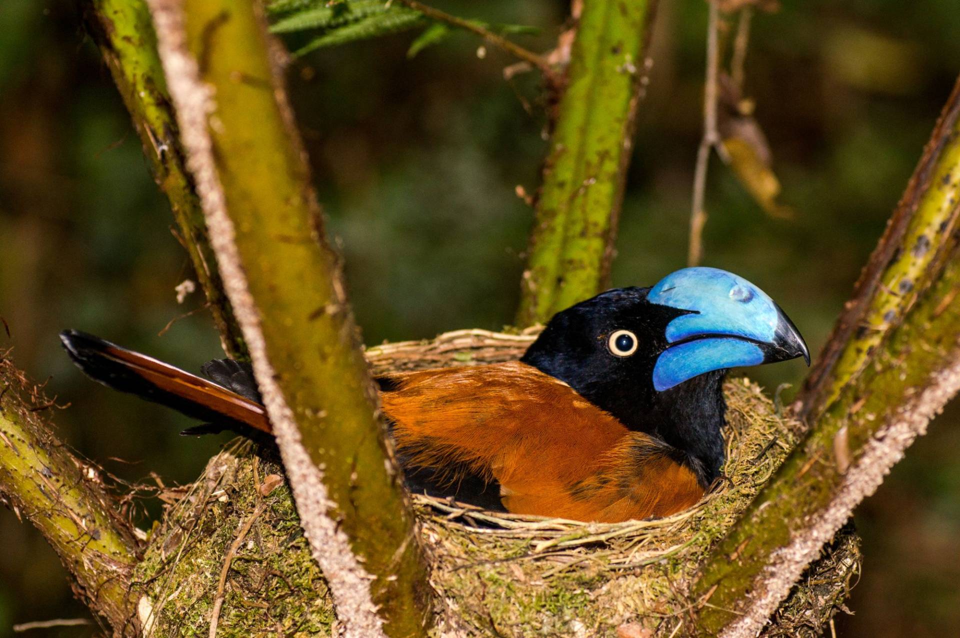 Helmet Vanga Helmet Vanga