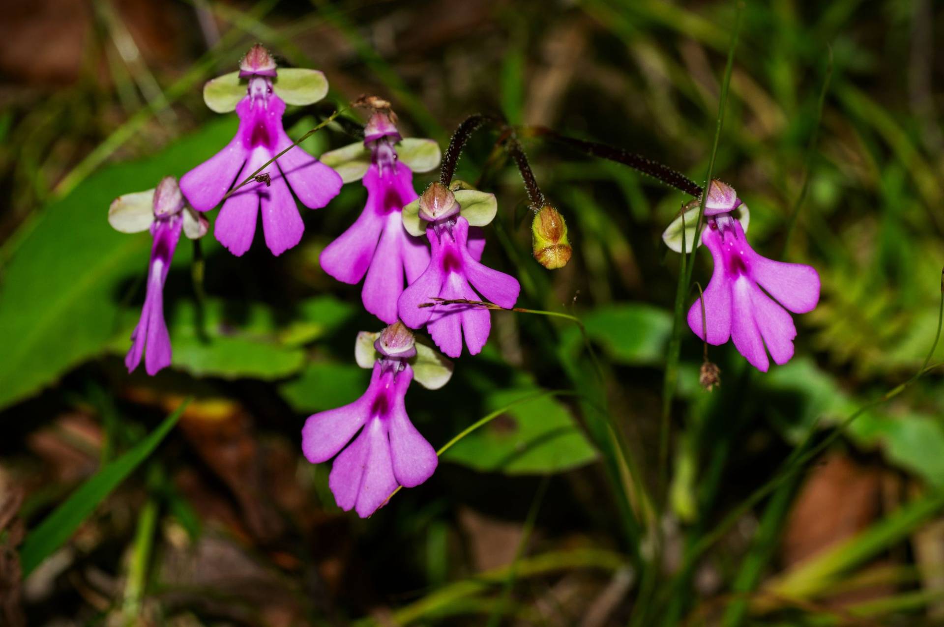 Image of bright magenta flowers.