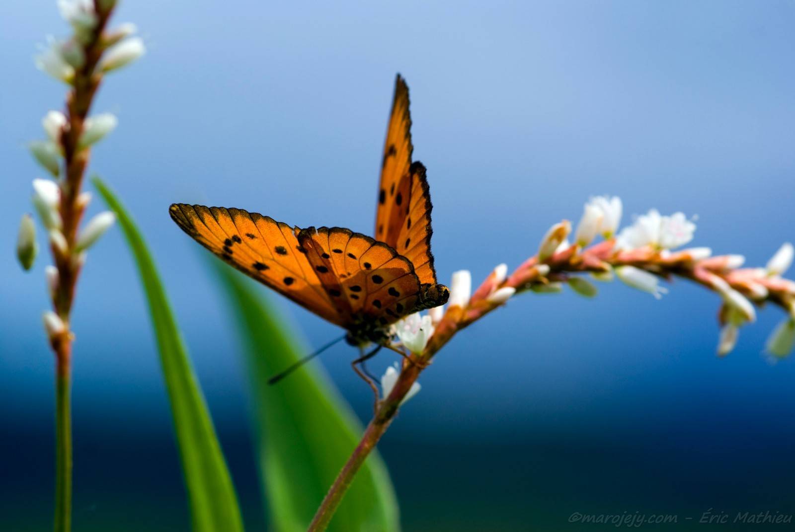 Image of orange butterfly with black spots resting on a sprig with small white flowers.