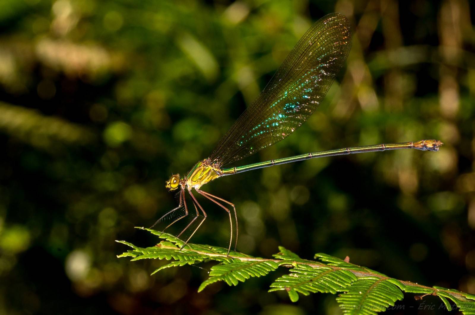 Image of a delicate damselfly with iridescent turquoise spotted lace wings.