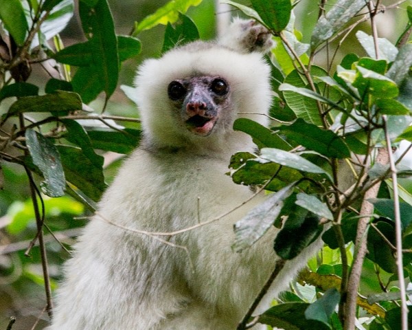 Ein weißer, flauschiger Lemur mit einem schwarzen Gesicht sitzt in einem Baum, umgeben von grünen Blättern