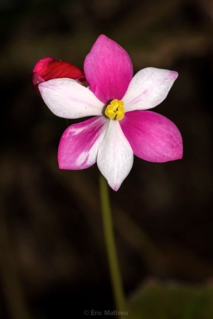 A flower with six petals, alternating pink and white, and a bright yellow center