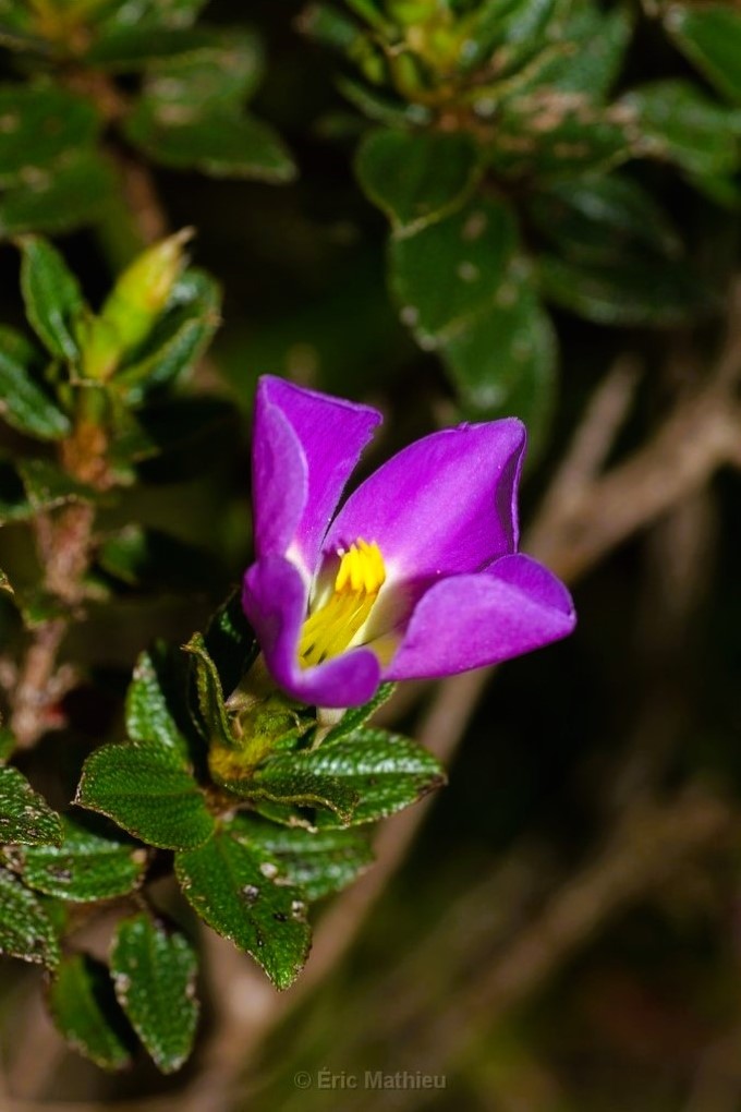 Close-up of a bright purple flower, perfectly formed, with yellow stamen