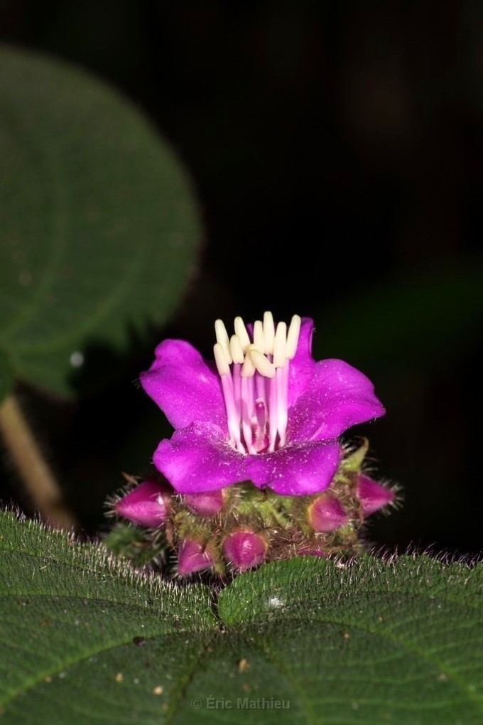 A flower with pinkish-lavender petals and numerous yellow stamens pointing straight up