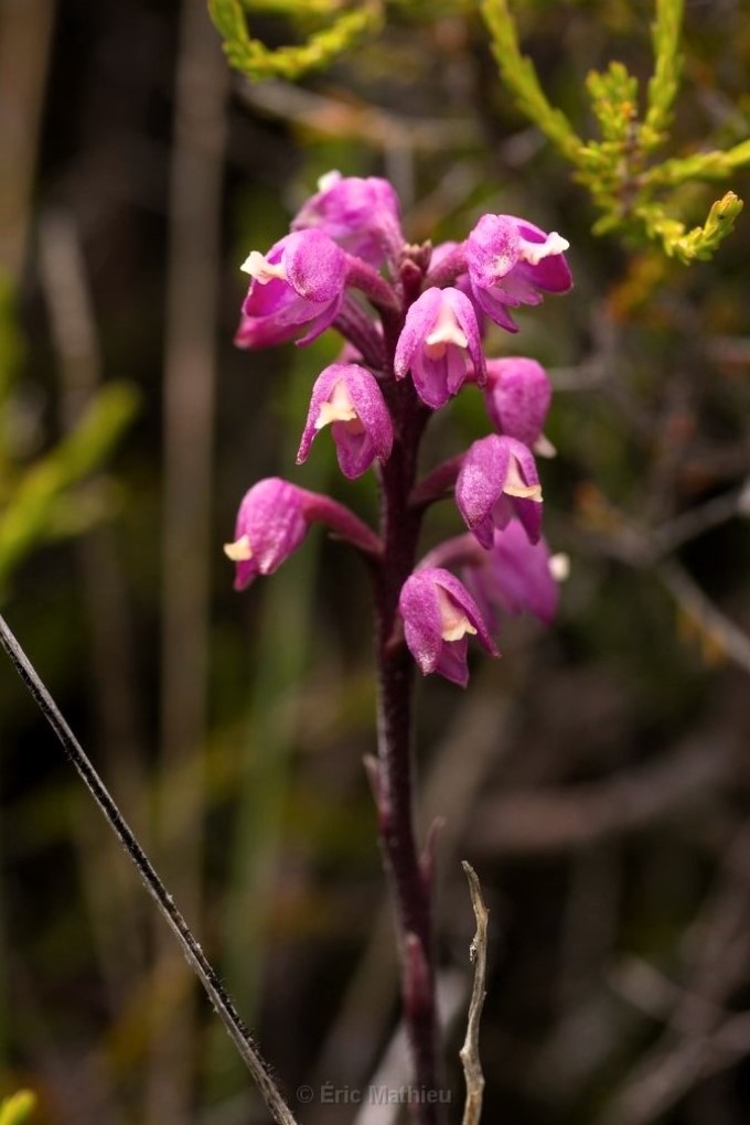 A cluster of small, bell-shaped pink flowers on a slender stalk