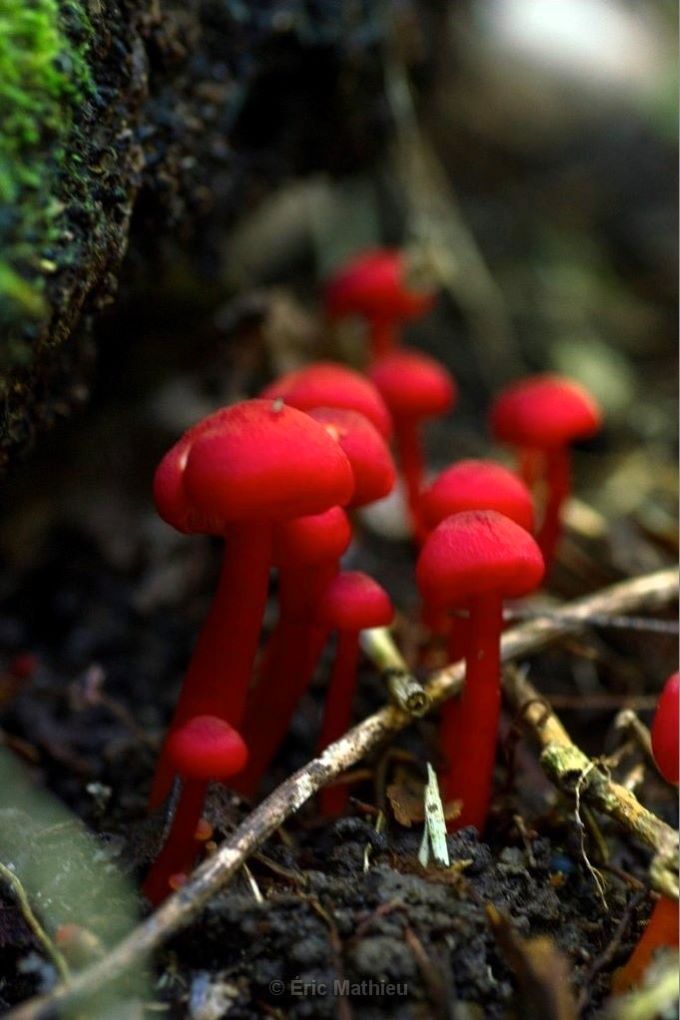 A cluster of brilliant red mushrooms