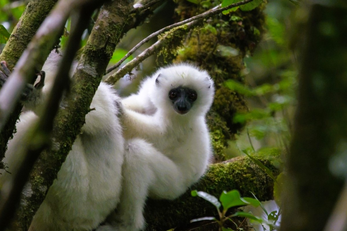 Un bébé lémurien blanc et duveteux, au visage noir et aux grands yeux ronds et bruns, s'accroche au dos de sa mère dans un arbre.