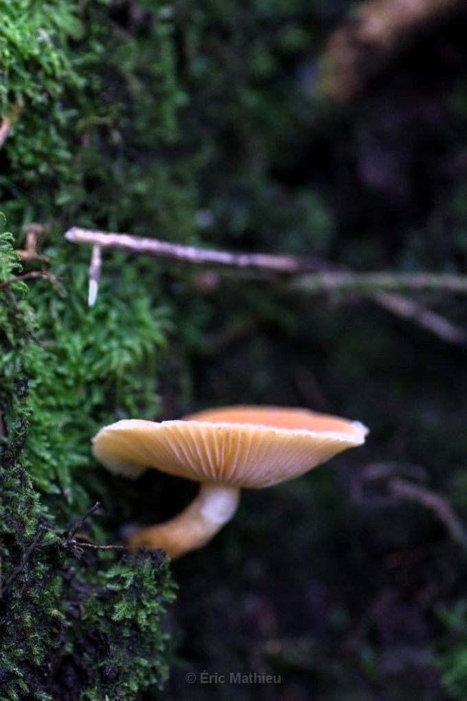 A cup-shaped mushroom with a white underside and brown top grows out of a green, mossy tree trunk