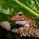 Marojejy Frog