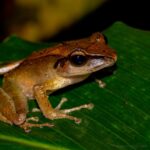 Marojejy Frog