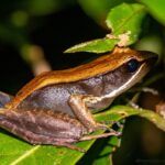Mantidactylus charlotteae