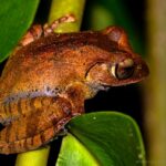 Boophis brachychir