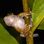 Boophis madagascariensis