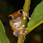 Boophis madagascariensis