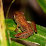 Gephyromantis sp.