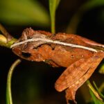 Gephyromantis luteus