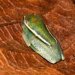 Boophis ulftunni