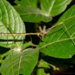 Antongiliinae