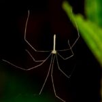Marojejy spider