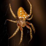 Marojejy spider