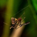 Eriauchenus sp.