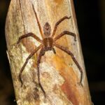 Marojejy spider