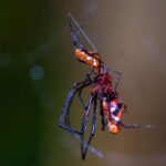 Marojejy spider