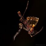 Eriauchenus sp.