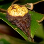 Marojejy spider