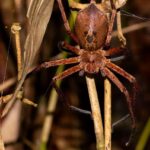 Marojejy spider