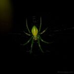 Marojejy spider