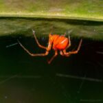 Marojejy spider