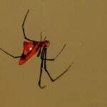 Argyrodes