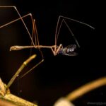 Empicoris sp. (Assassin Bug)