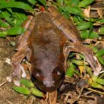 Boophis madagascariensis