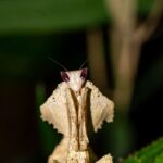 Brancsikia freyi (Majangidae)