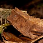Brookesia griveaudi