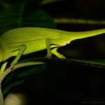 Calumma vencesi