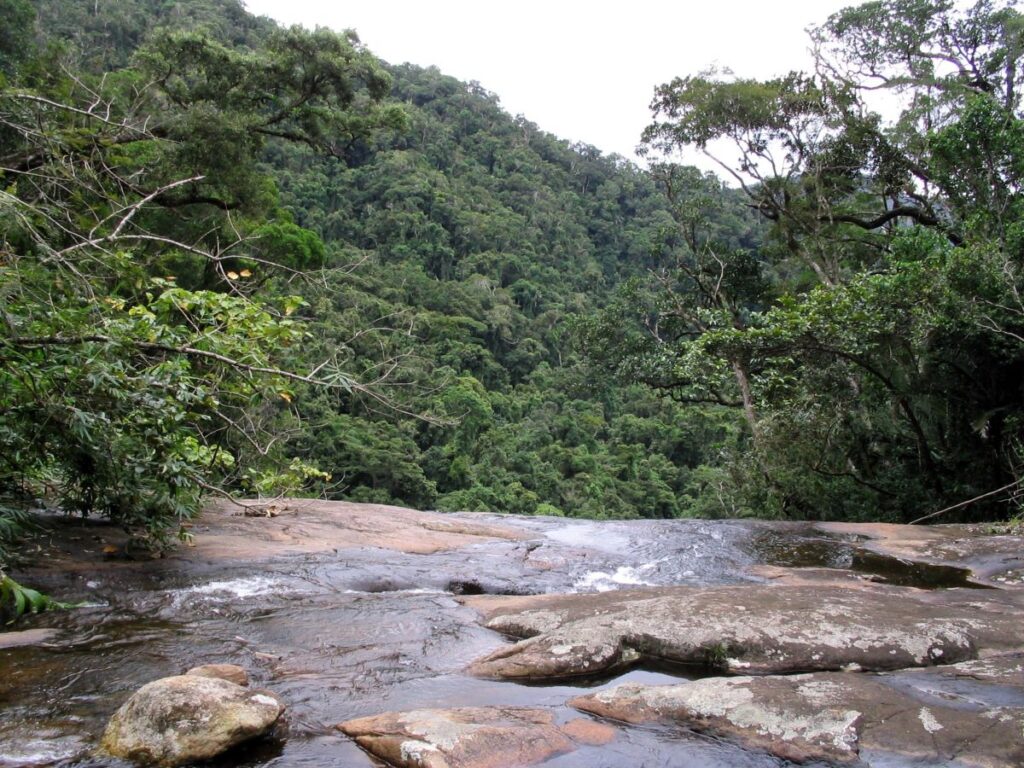 Water flows over flat gray rocks in front of a hillside of dark green rainforest