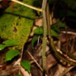Tipulidae (Cranefly)