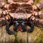Damastes sp.
