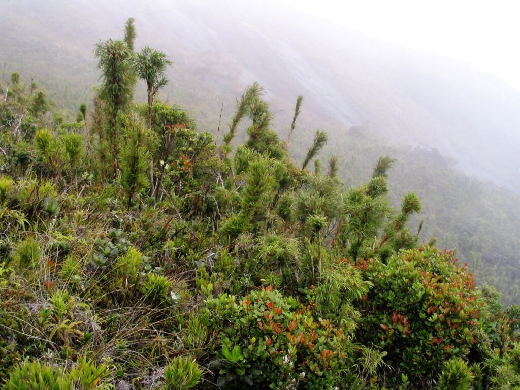 Low, stunted bamboo shoots are silhouetted against the mist-covered slopes of a steep mountain