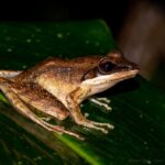 Gephyromantis cf. granulatus