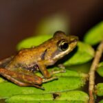 Gephyromantis cf. rivicola