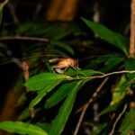 Gryllacrididae
