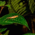 Marojejy insect