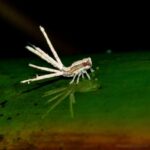 Auchenorrhyncha