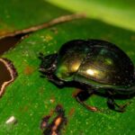 Scarabaeinae