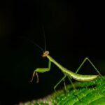 Marojejy insect
